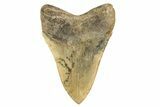 Serrated, Fossil Megalodon Tooth - Georgia #329843-2